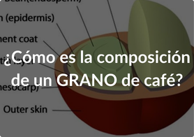 Composición de un grano de café